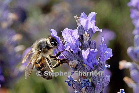 bee lavender graphic